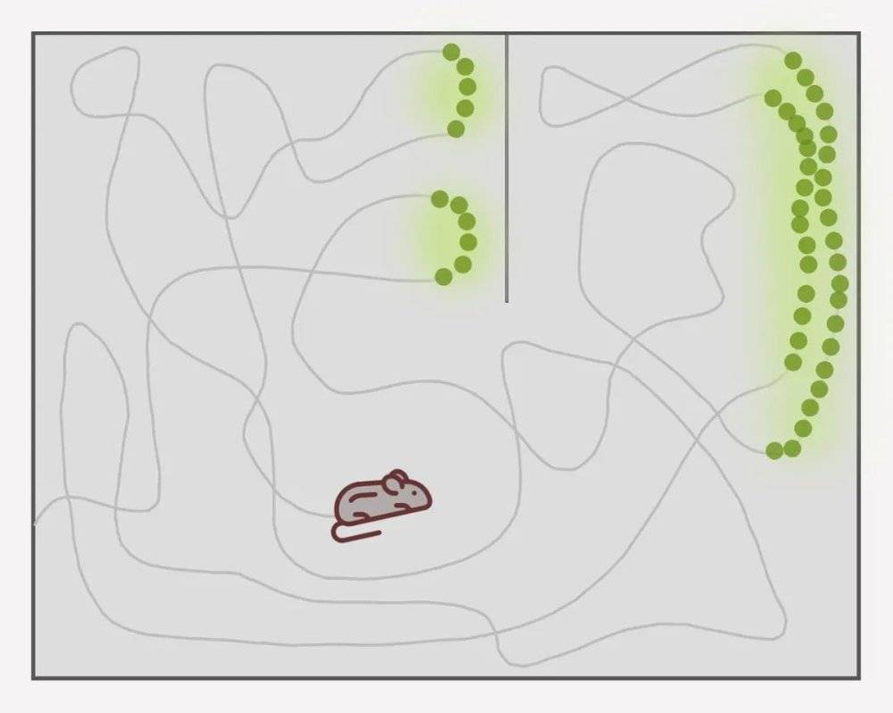 人类大脑导航,人类大脑的思维信号可以捕捉到吗