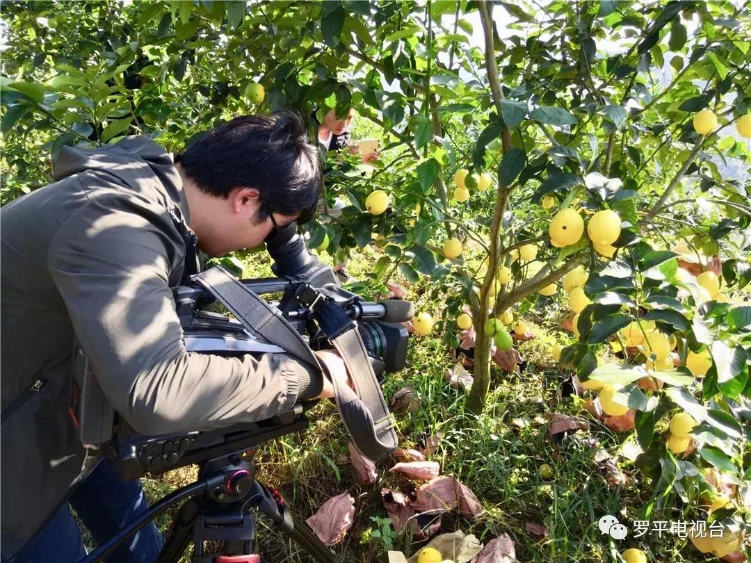 好消息！罗平鲁布革千亩柠檬丰收登上中央电视台！