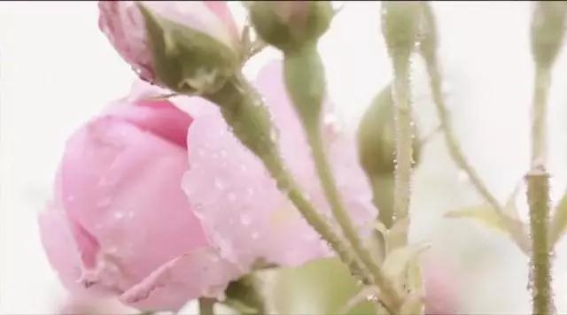 丹泽欧雅,丹泽欧雅富勒烯多肽焕颜面膜