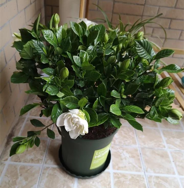 刚买的花，发蔫落苞加黄叶！为什么呢？多半是放错了位置