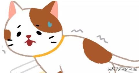 猫咪便血是什么病该吃什么药,猫咪脱肛菊花带血