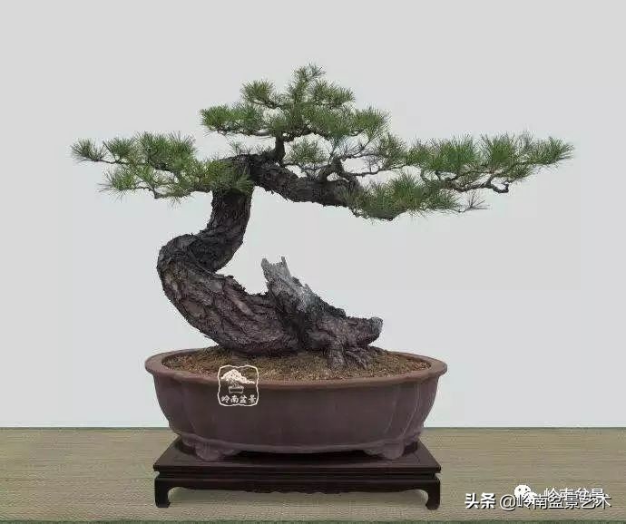 室内十大盆景名贵树种排名,十大盆景名贵树种排名火棘