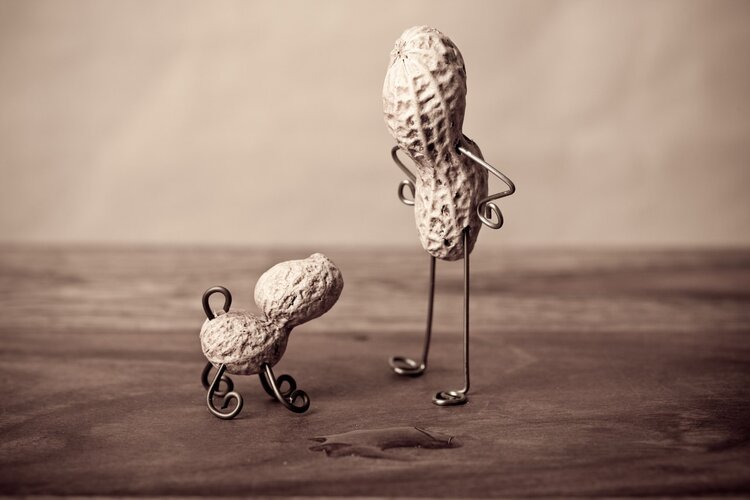 花生是长命果也是催命符,花生究竟是长寿果还是催命符