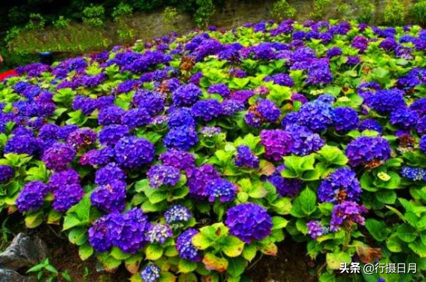 人间芳菲十月,人间四月芳菲尽硬笔楷书