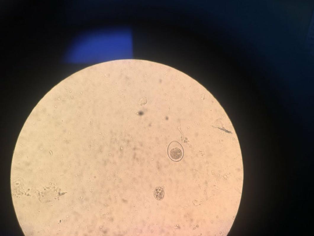 猫狗身上的寄生虫大全,猫狗常见的寄生虫有哪些