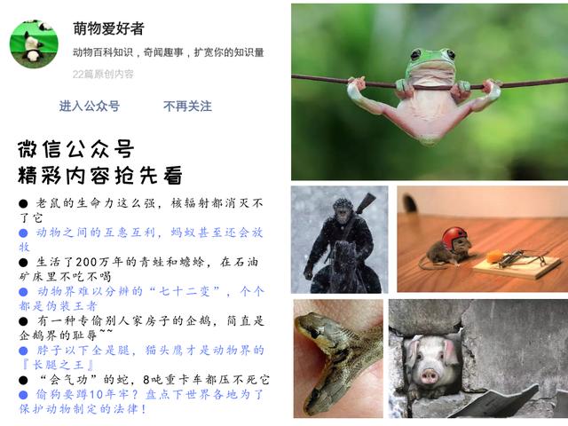 最常见狗狗品种大全及图片,中国常见的狗狗品种及图片大全