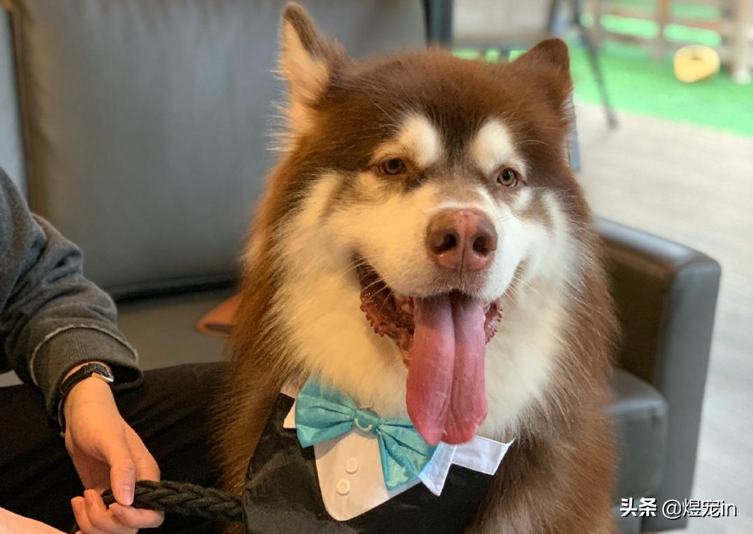 阿拉斯加身上臭味特别重,阿拉斯加脚臭怎么解决