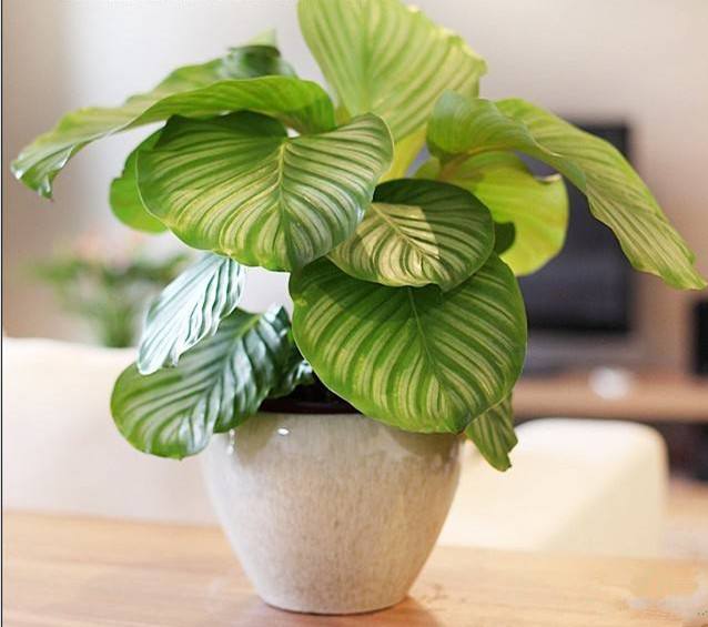 100种适合室内养的植物盆栽,10种适合室内摆放的花卉盆栽推荐