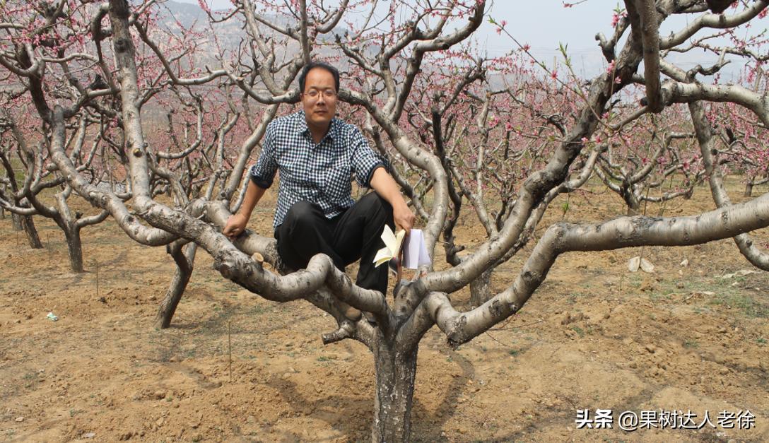 桃树长枝修剪视频,桃树长枝修剪方法