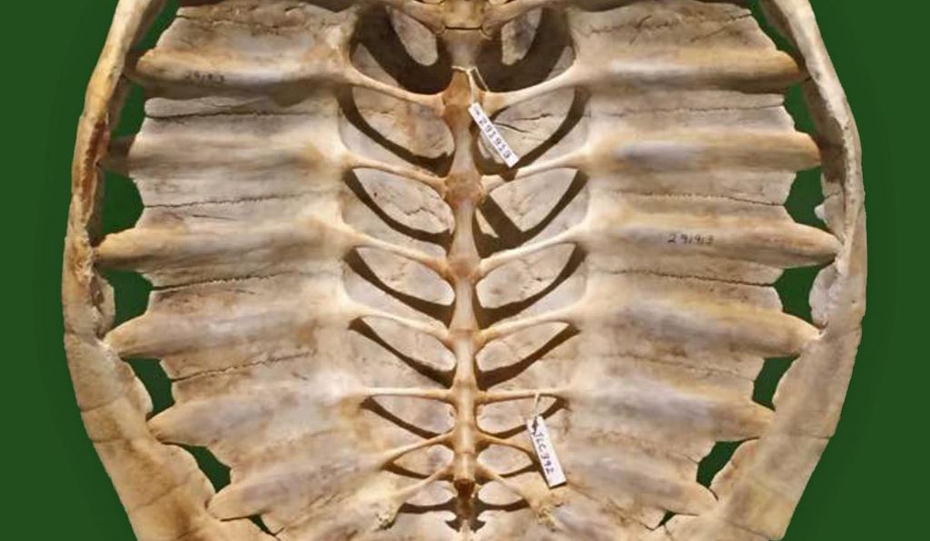 有壳的动物有哪些,有壳的动物有哪些呢