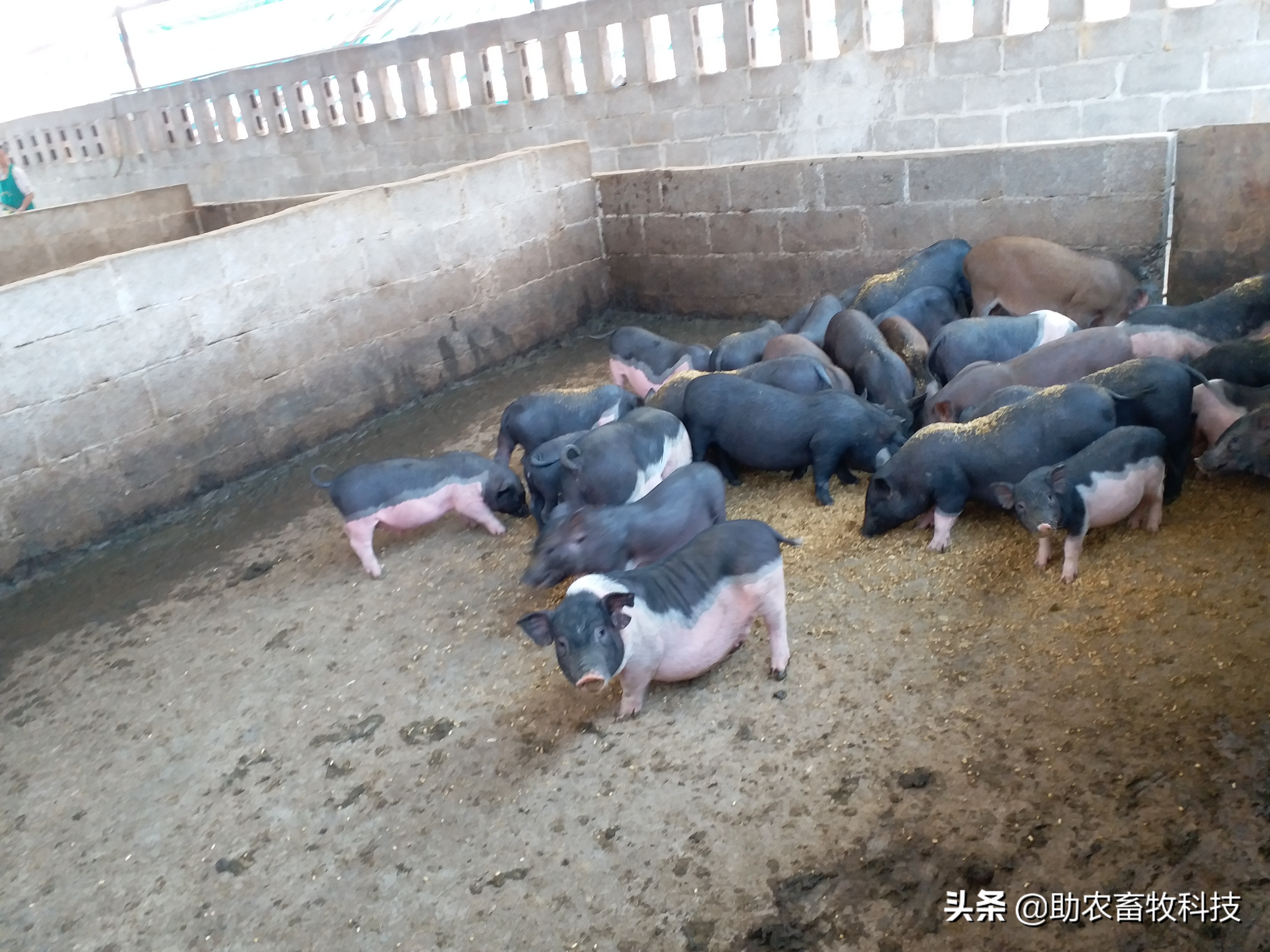 豆渣发酵饲料促生长易吸收,豆渣怎样发酵变成饲料养鸡
