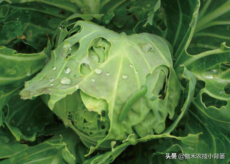 菜上的小青虫怎么治,菜青虫主要危害什么蔬菜