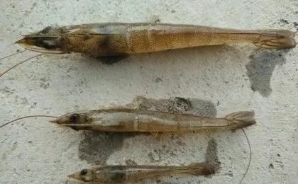 南美白对虾前期空肠怎么处理,南美白对虾幼虾空肠空胃怎么处理