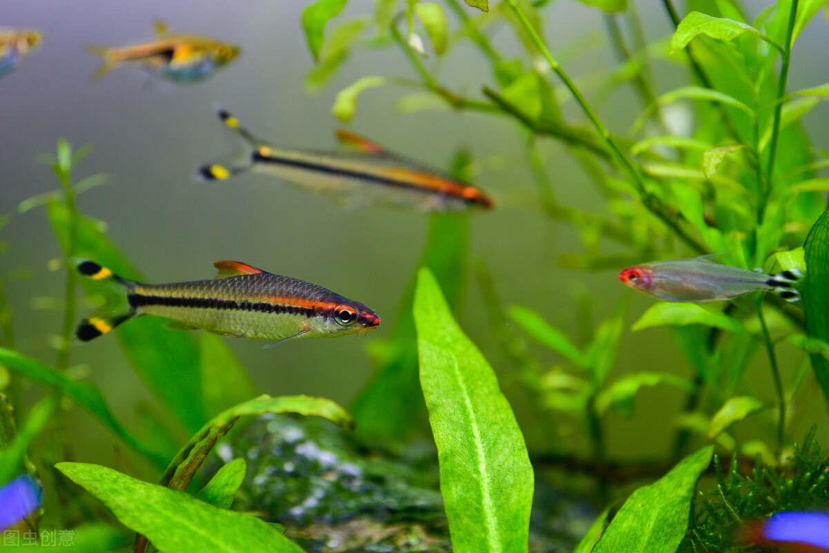 养白云金丝鱼需要过滤吗,养白云金丝鱼的缺点和优点