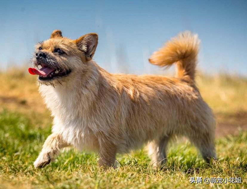 狗狗被遗弃站在车站门口不敢睡觉,流浪狗被遗弃在危险工地上