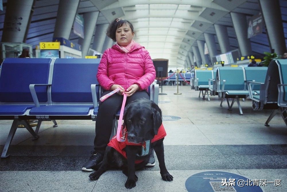 导盲犬基地为珍妮举行退役仪式,导盲犬珍妮退役交接视频