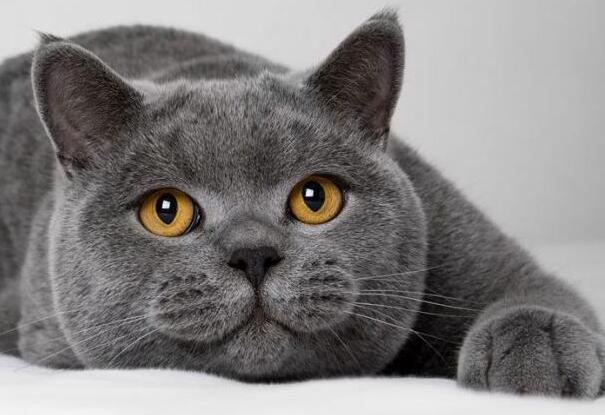 英国短毛猫缺点,英国短毛猫咪的小知识