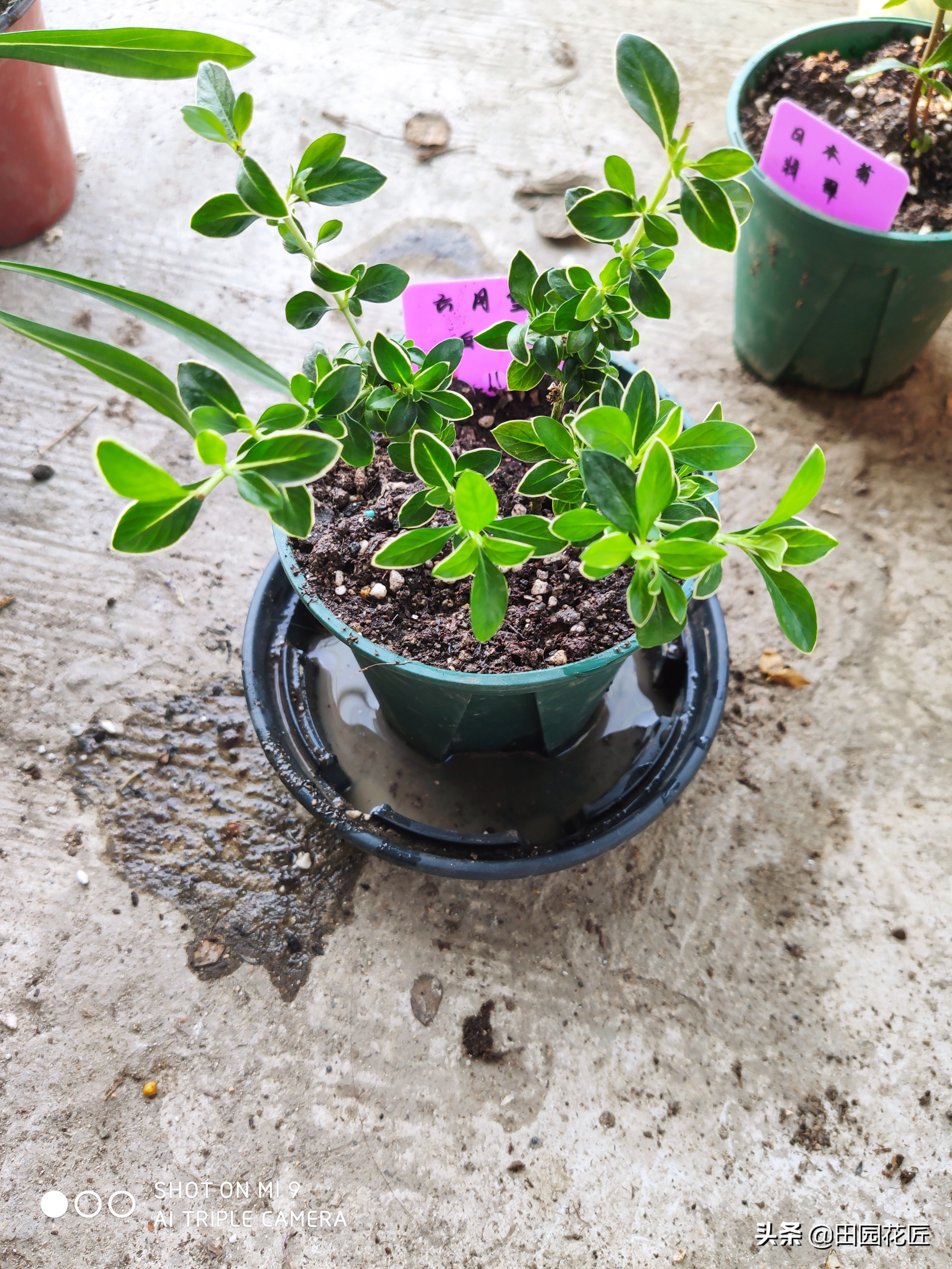 六月雪，黄叶、黑叶、落叶？养护注意这几点，枝繁叶茂不再落叶