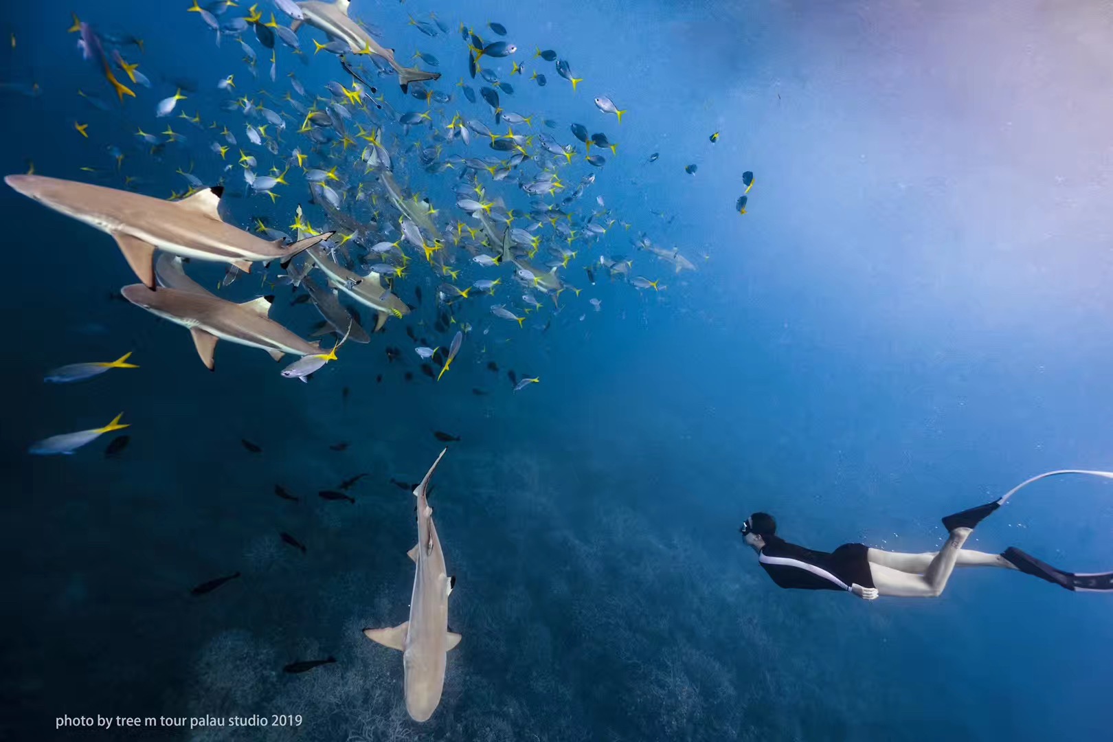 帕劳潜水旅游攻略,马尔代夫对比巴厘岛普吉岛帕劳