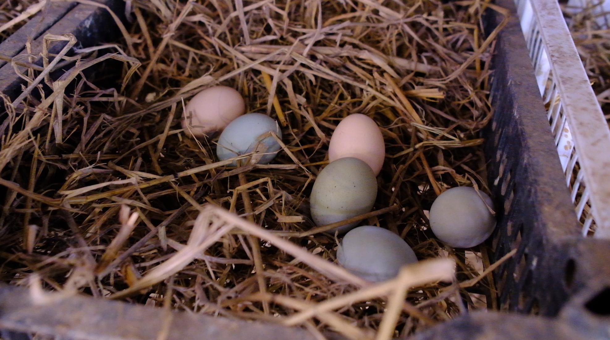 卖完公鸡留母鸡生蛋,不按斤按盒卖70-100块,居然收入千万