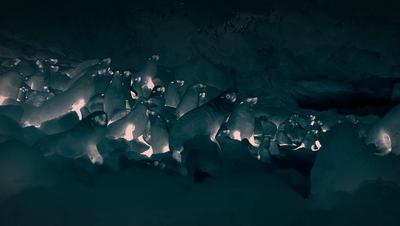 豆瓣netflix电影,bbc地球奇观纪录片