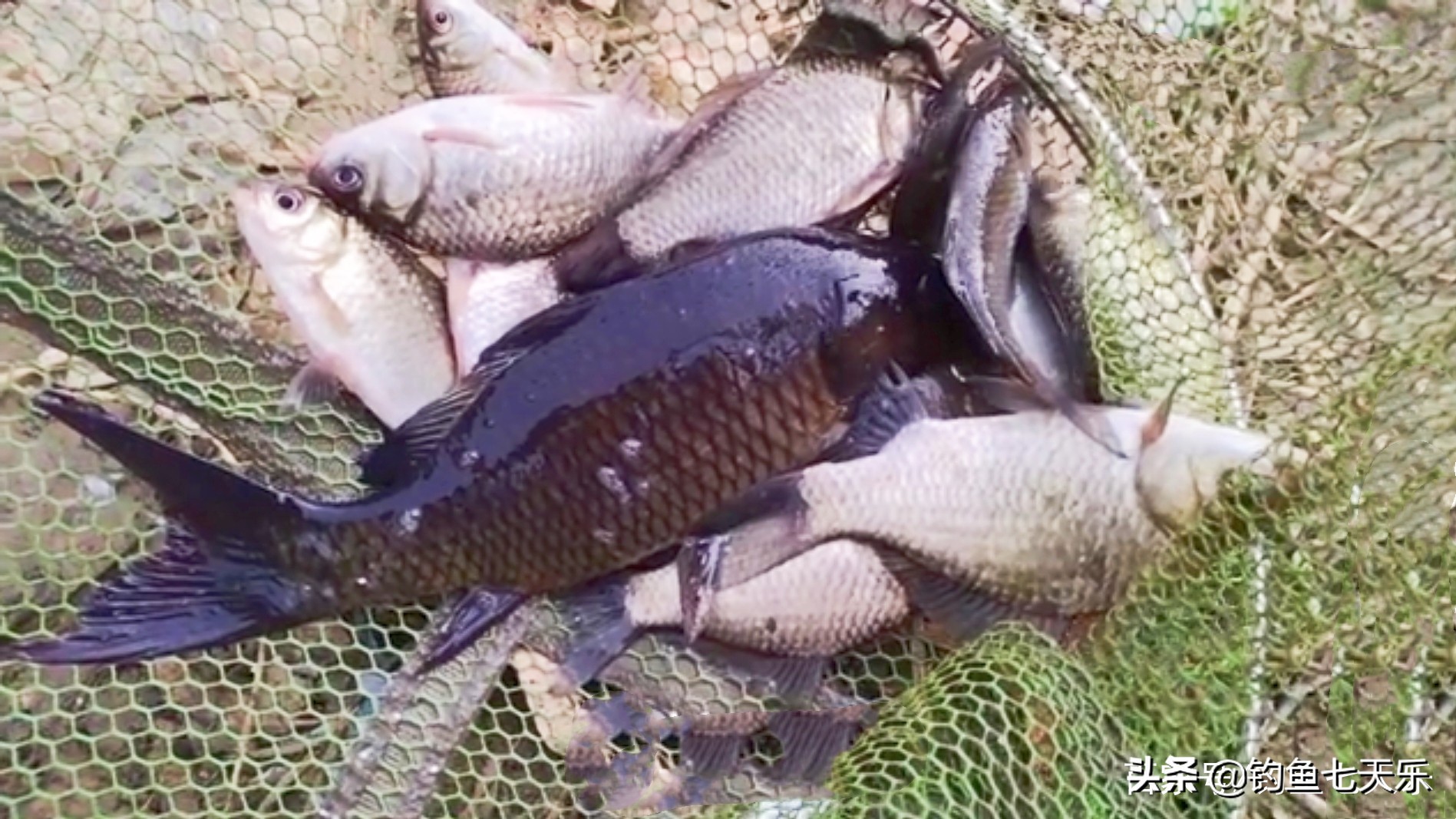 广东钓友钓获“黑鲤鱼”，浑身乌黑发亮！网友戏称：非洲来的