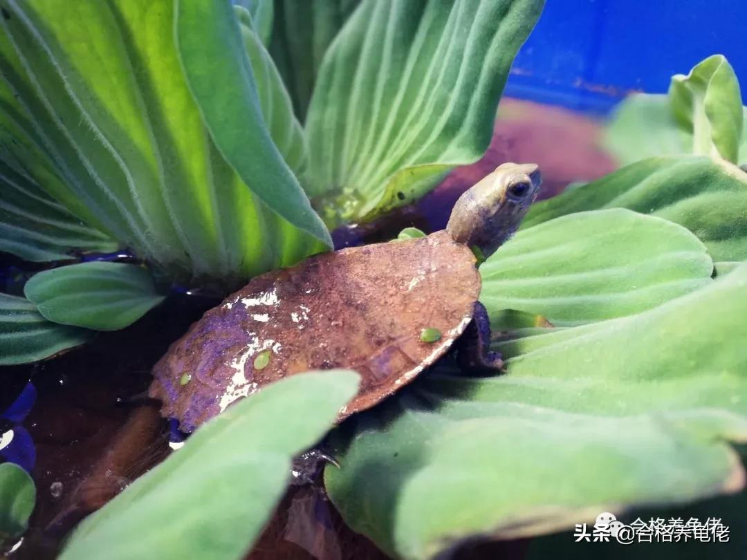 夏天龟缸温度太高,夏天龟缸需要加热棒吗