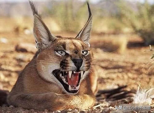 狞猫和蜜獾干架,蜜獾为啥怕狞猫