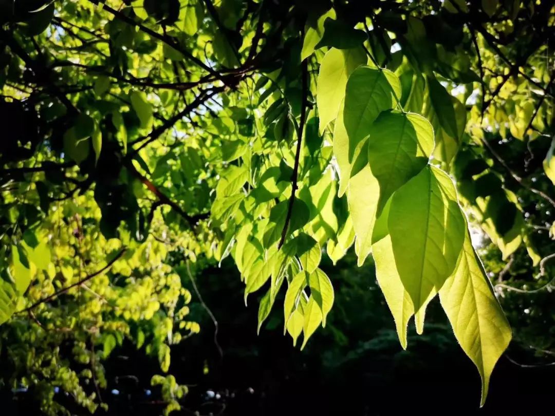 东营微文化完整版,东营微文化图片大全