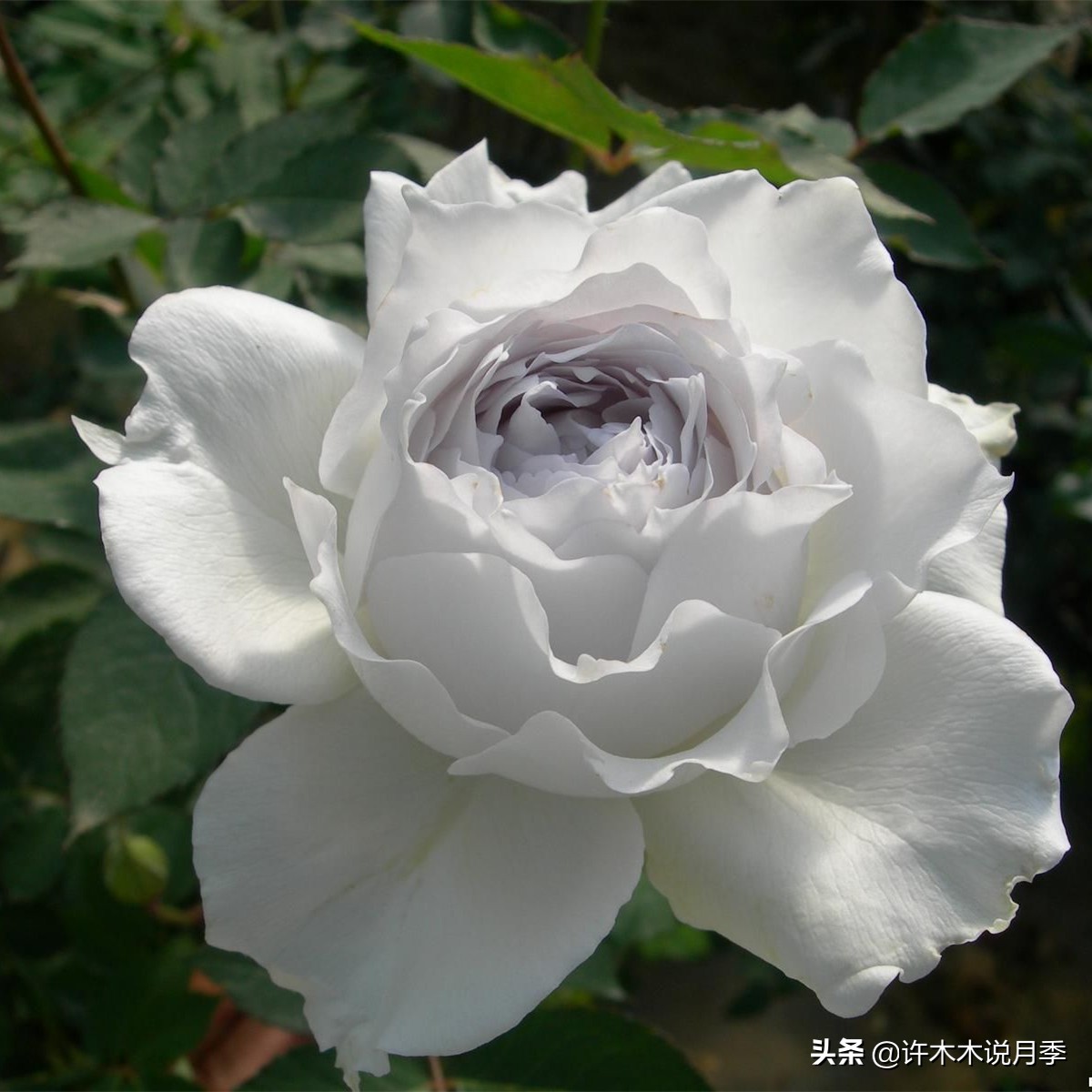 月季花苞突然垂头打蔫施肥过多,月季花苞突然垂头打蔫叶片发黄