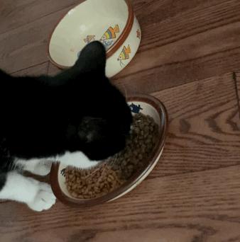 嘉蓝全阶段猫粮,嘉蓝猫粮评价