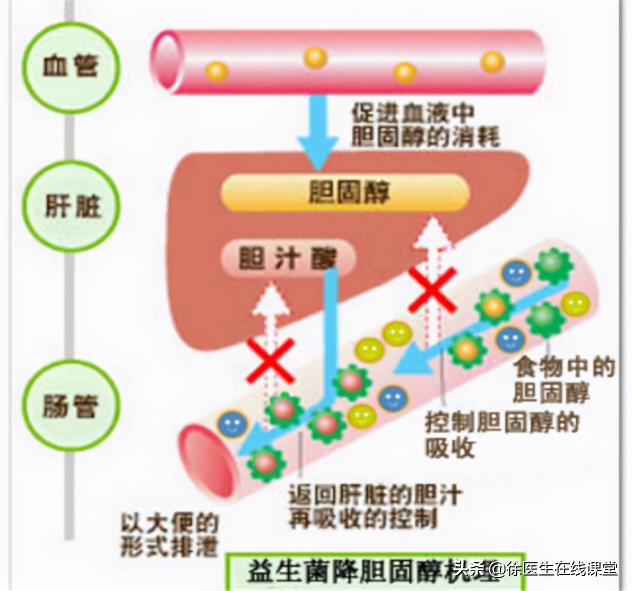 乳腺结节喝蒲公英真的消除了,蒲公英水喝多久对乳腺结节见效