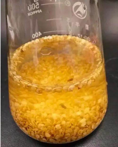 辣椒炭疽病最佳治疗方法,辣椒炭疽病的症状和治疗方法