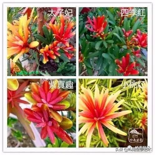 罗汉松盆景开运招财，非其莫属！清风雅韵，当之无愧！