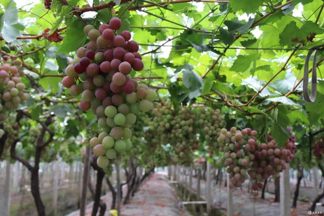 葡萄不怎么熟怎么放甜,葡萄不够熟怎么办