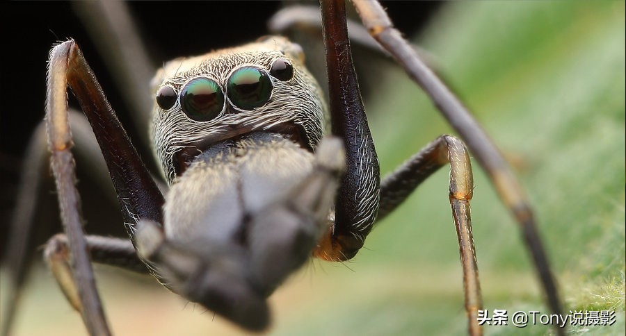 vivo手机微距拍摄技巧,手机微距拍摄技巧视频教程