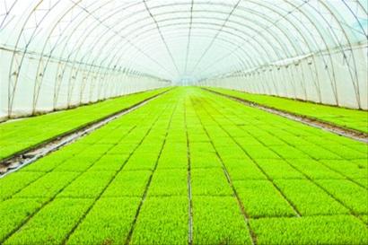 氰霜唑杀菌剂能防治水稻立枯病吗,水稻秧苗青枯病立枯病的补救措施