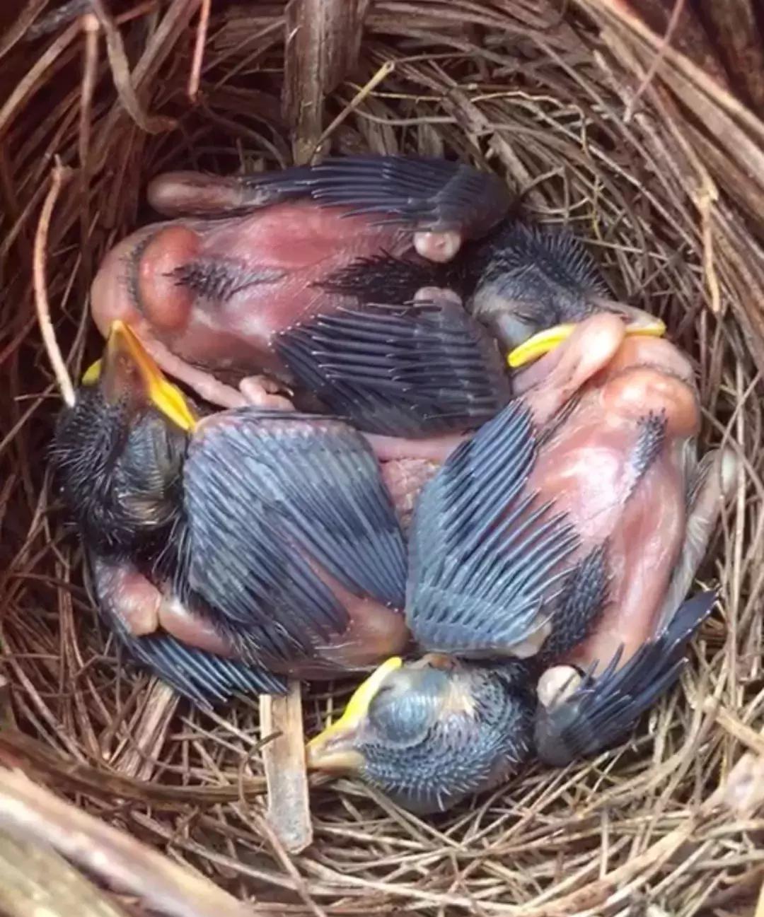 画眉鸟春季养殖方法和技术,画眉鸟管理和饲养视频