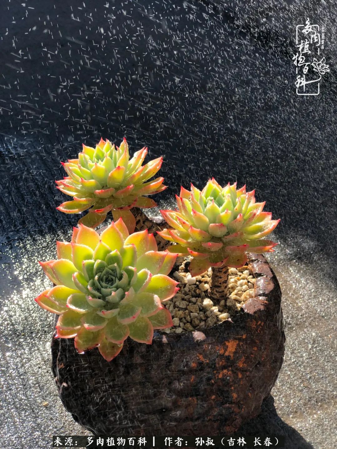 与多肉一起成长,与多肉相伴