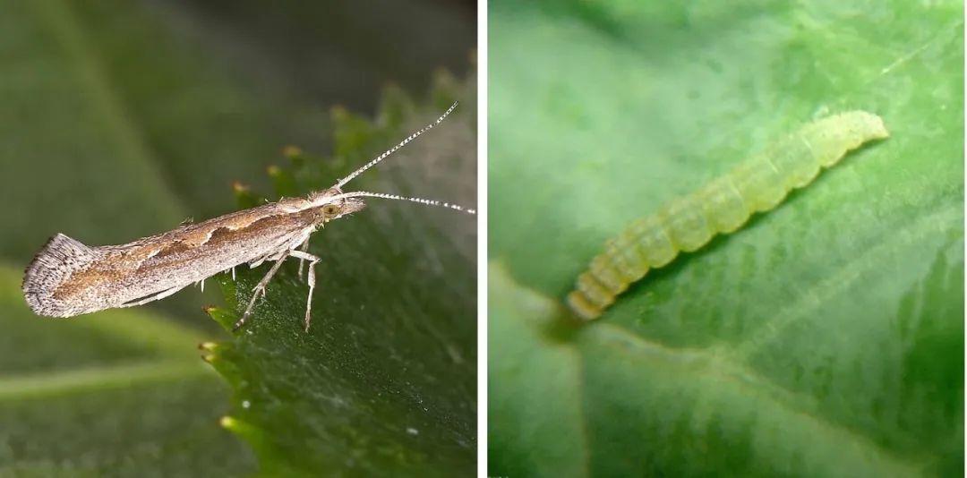 叶菜出苗后什么时候打杀虫剂,叶菜类病虫害防治与图片