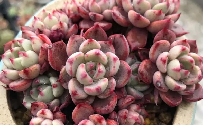 多肉冰梅怎么养出状态,多肉冰梅适合新手吗