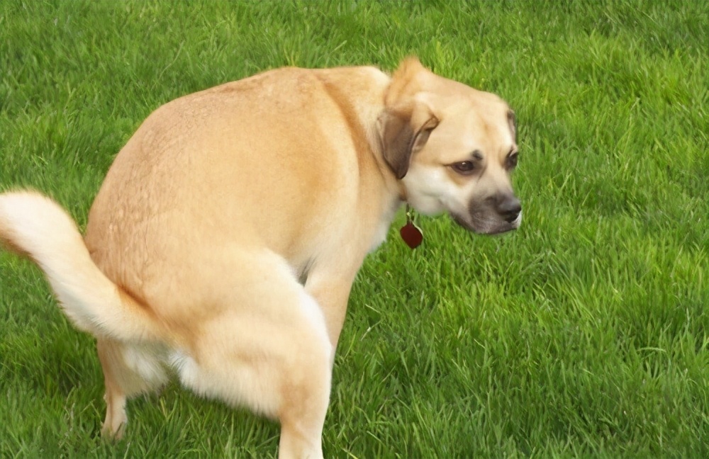 狗狗为什么尿里带血,狗狗拉尿带有血块