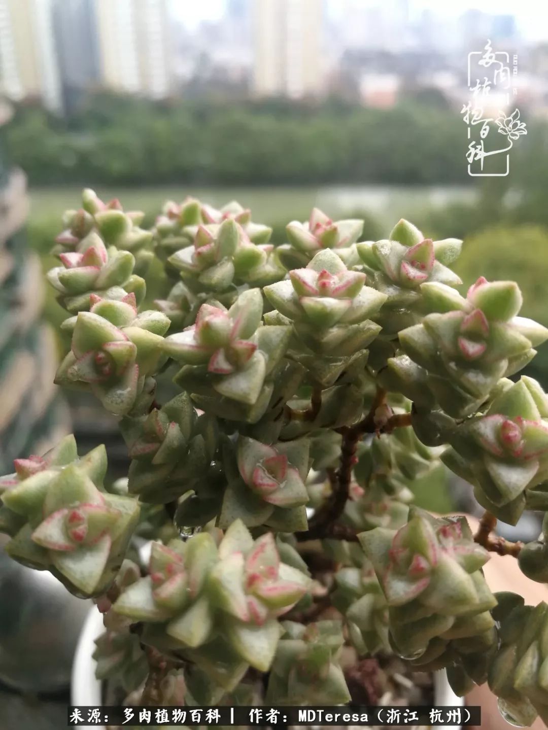 养好能养好的才是王道！期待多肉们的华丽转身