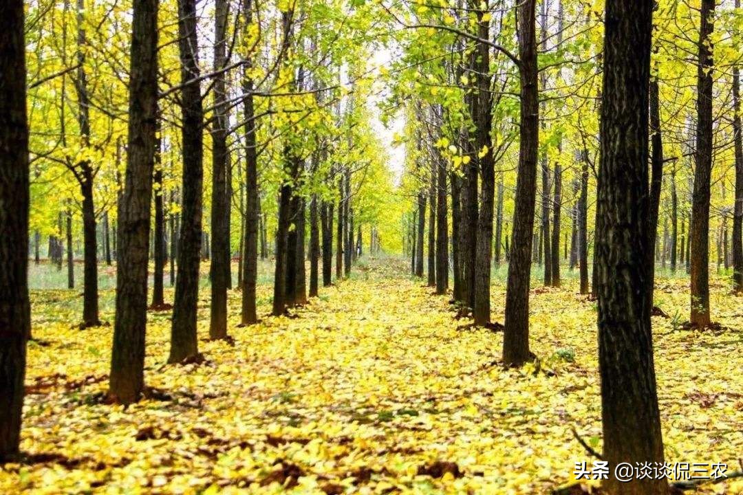 长了几十年的银杏树跌下神坛,银杏为何一跌再跌