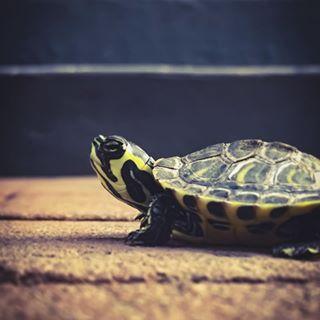 乌龟腐皮病及处理方法,乌龟腐皮腐甲多久上一次药