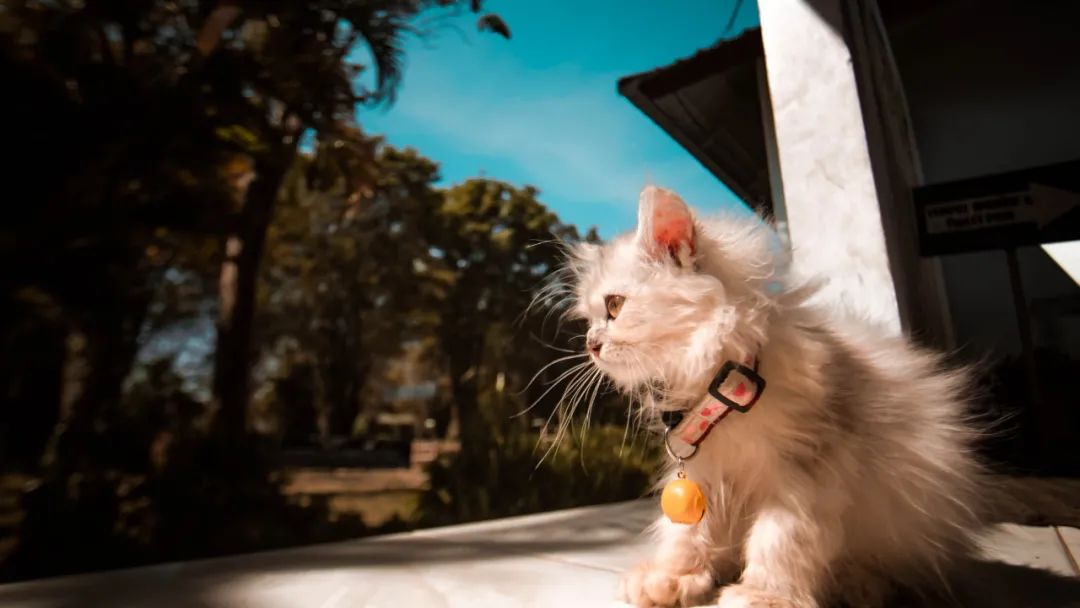 猫宫庄园关于干扰素