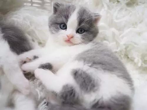 新手养猫养什么猫又便宜又好养,新手养猫第一天猫咪害怕怎么办