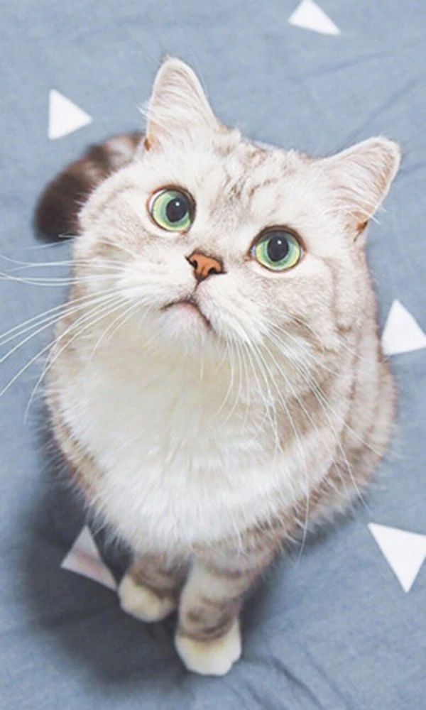 养猫你必须知道的知识,养猫老司机才知道的猫咪冷知识