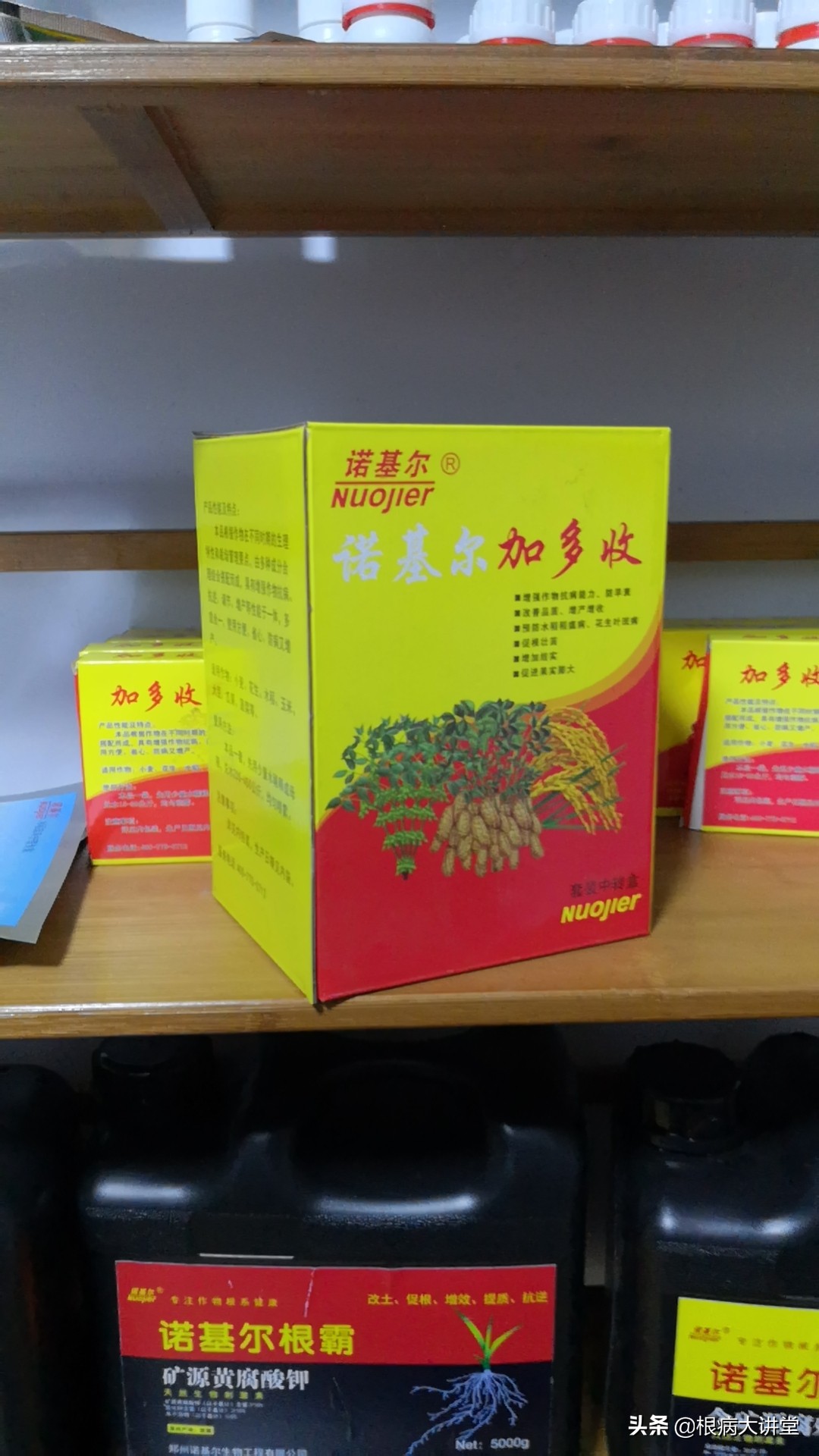 生姜田间管理技术视频,生姜的种植与管理技术是什么