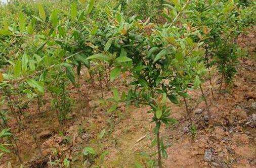 石榴树冬天要做什么防护不被冻死,冻害的石榴树怎么修剪管理